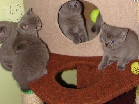 PoulaTo: 4 British Shorthair μπλε γατάκια .